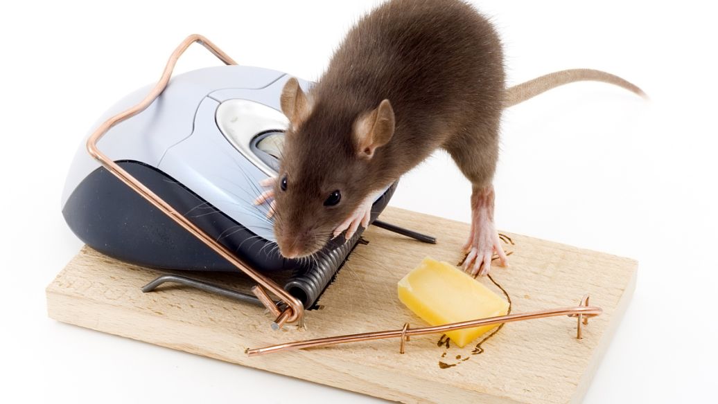 食品工厂应该如何杀死老鼠？