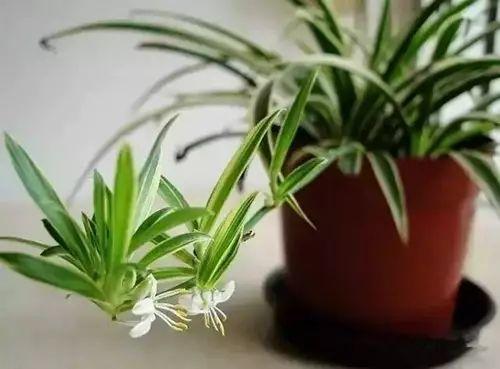 哪些植物可以辅助去除家里面的甲醛？